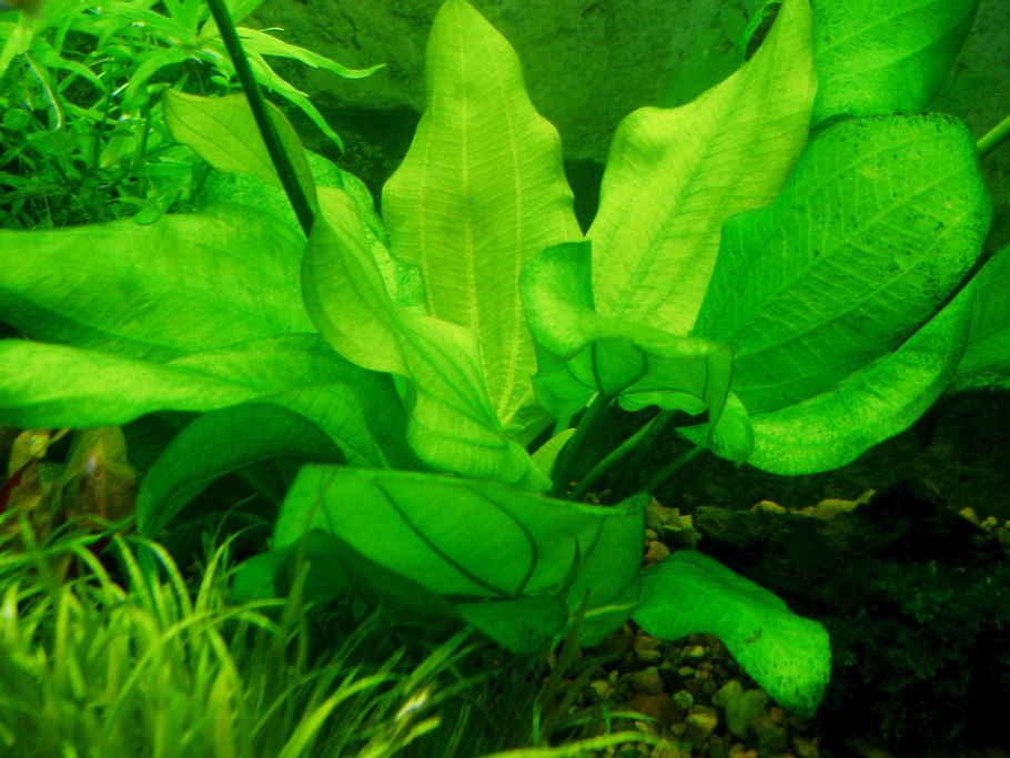 Ласия Спиноза Туэйтс. (Ароидные)