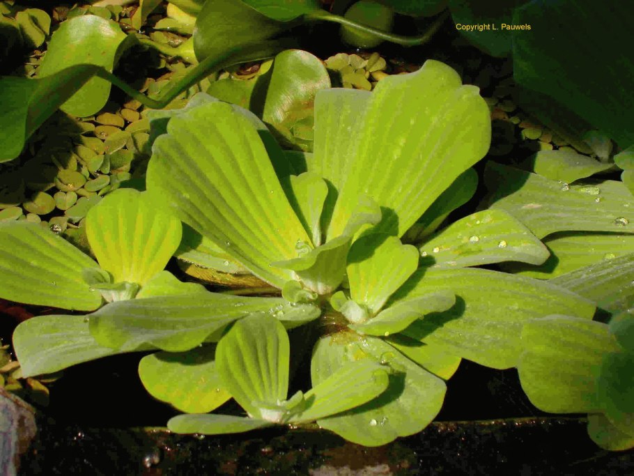 Криптокорина кордата Бласса