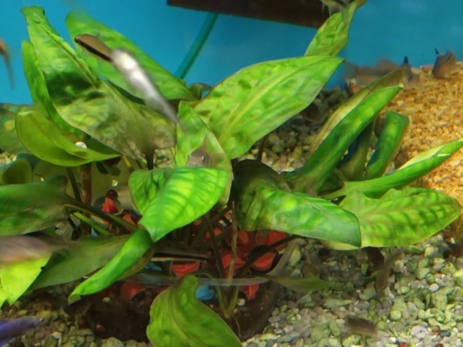 Криптокорина Вендта зеленая