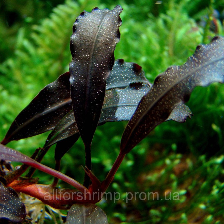 Криптокорина Рубра