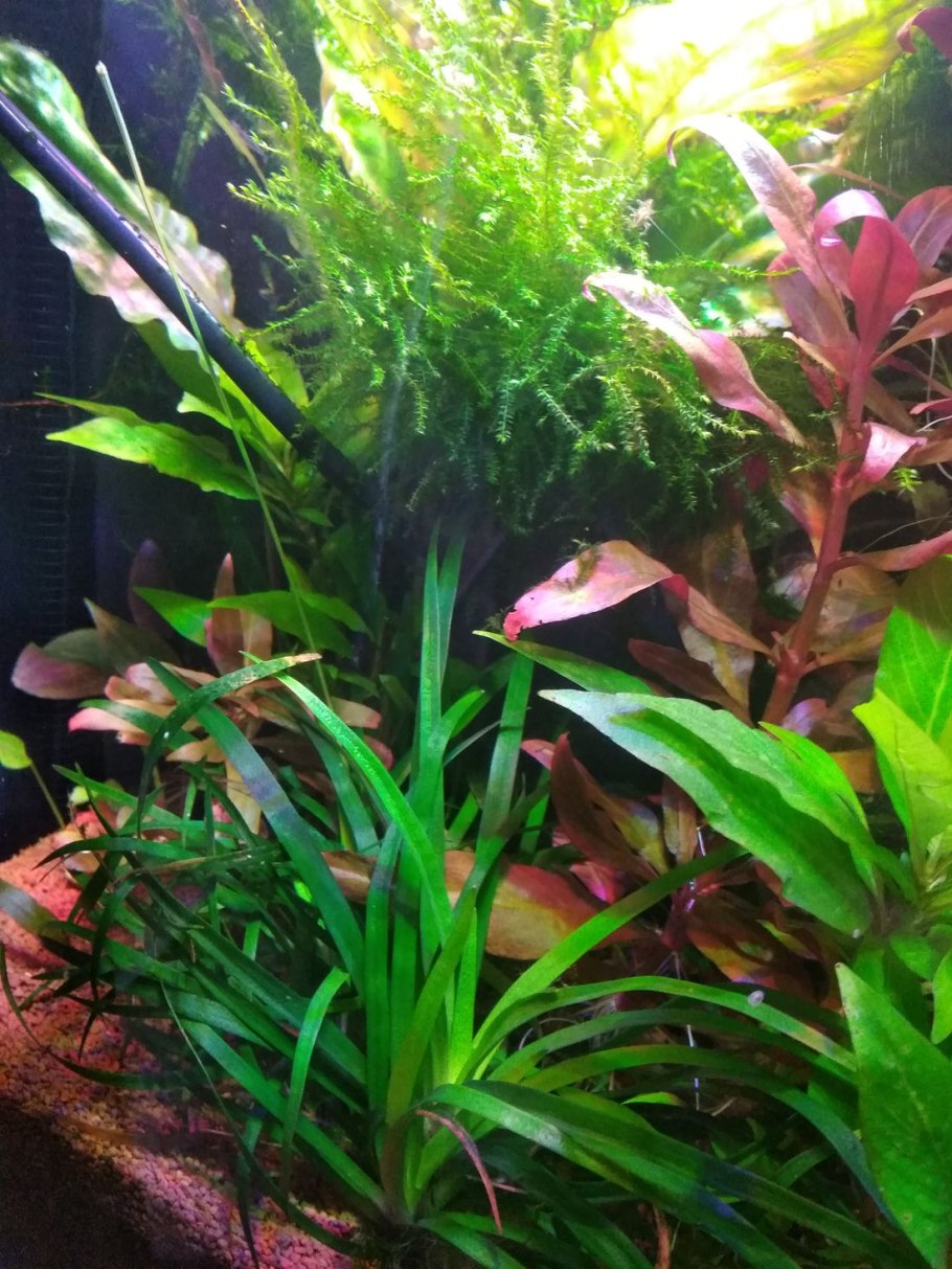 Anubias gracilis