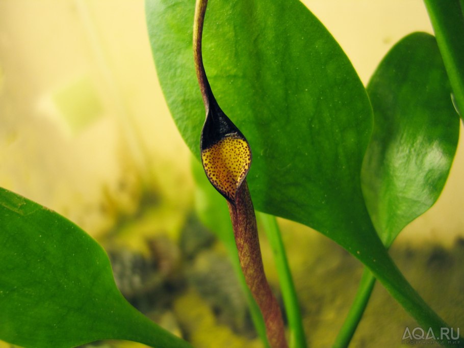 Криптокорина Нури зеленая