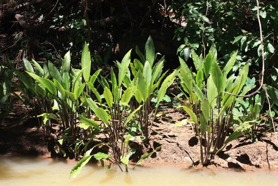 Анубиасы и буцефаландры