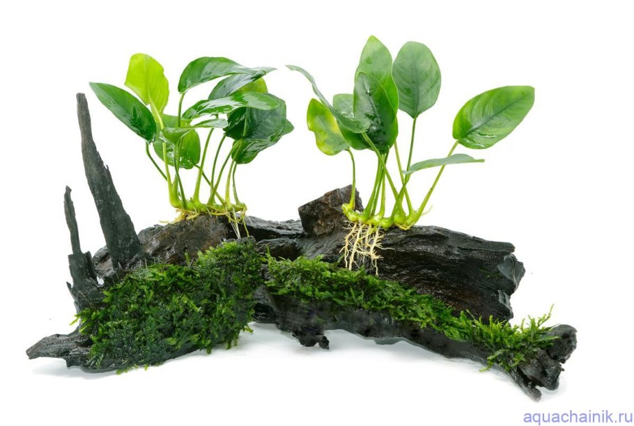 Криптокорина язычковая