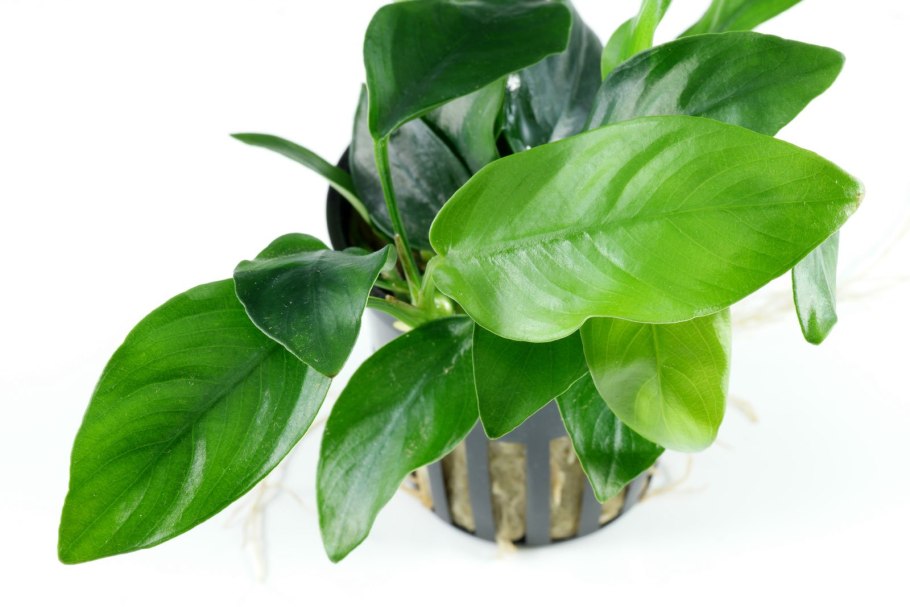 Папоротник анубиас