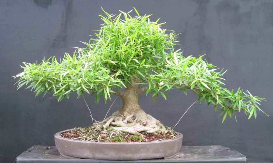 Верба бонсай