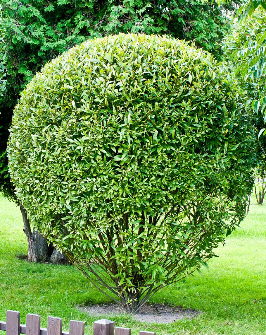 Ива ломкая шаровидная