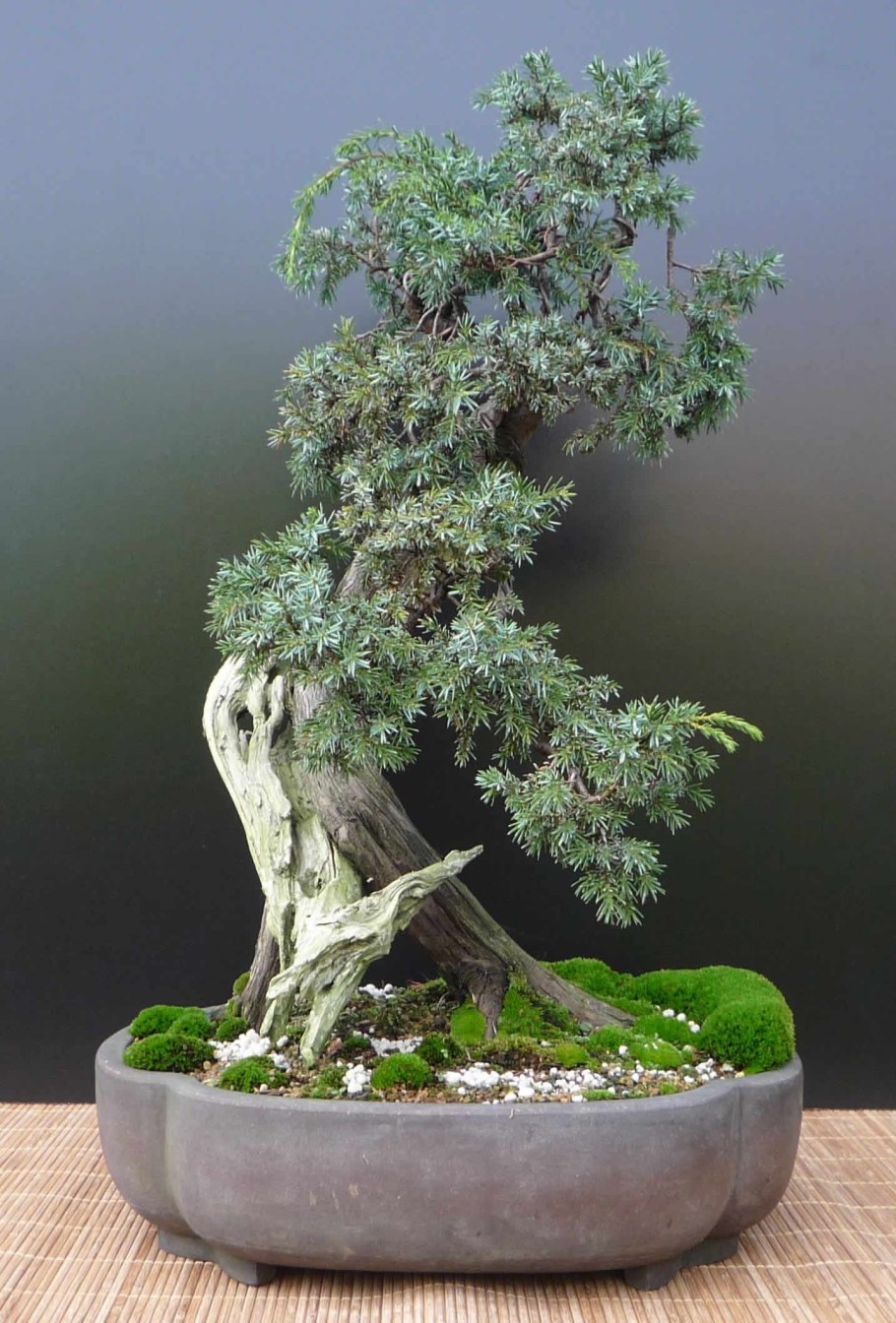 Ива Нана бонсай