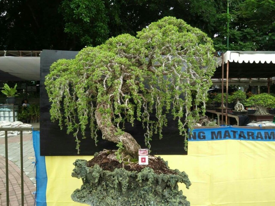 Карликовое дерево Уиллоу