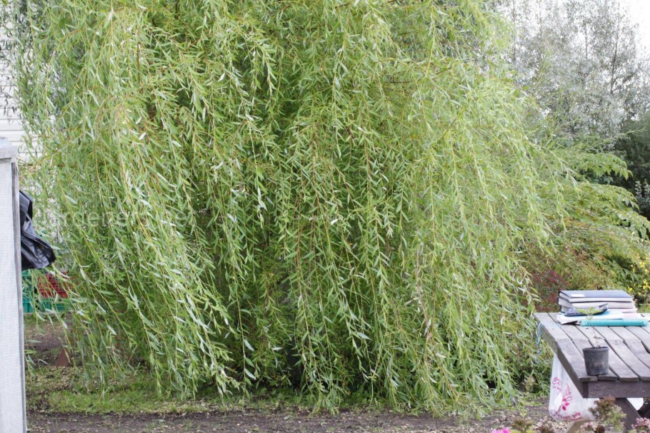 Карликовая Ива