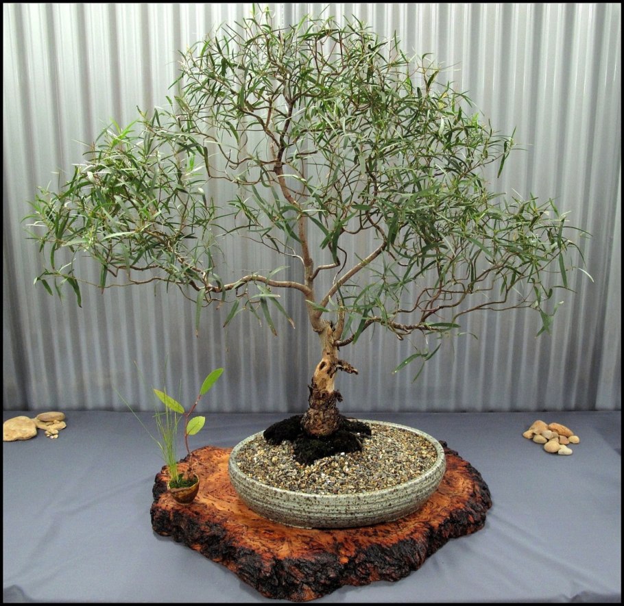 Ива ломкая шаровидная Булата