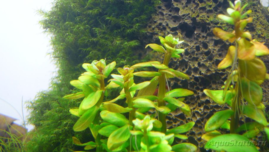 Аммания бонсай (меристемная)