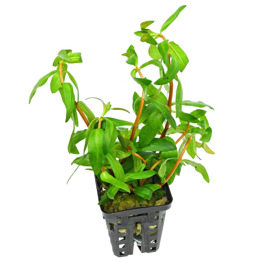 Людвигия Роуз