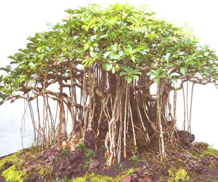 Банзай с воздушными корнями