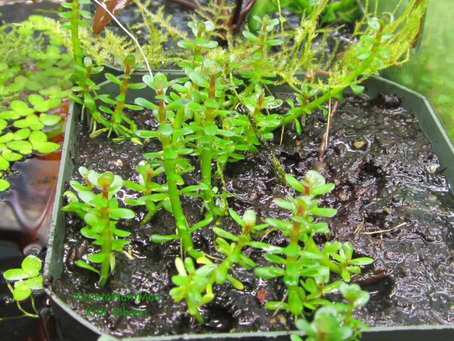 Аммания бонсай (Ammania SP.«Bonsai»)