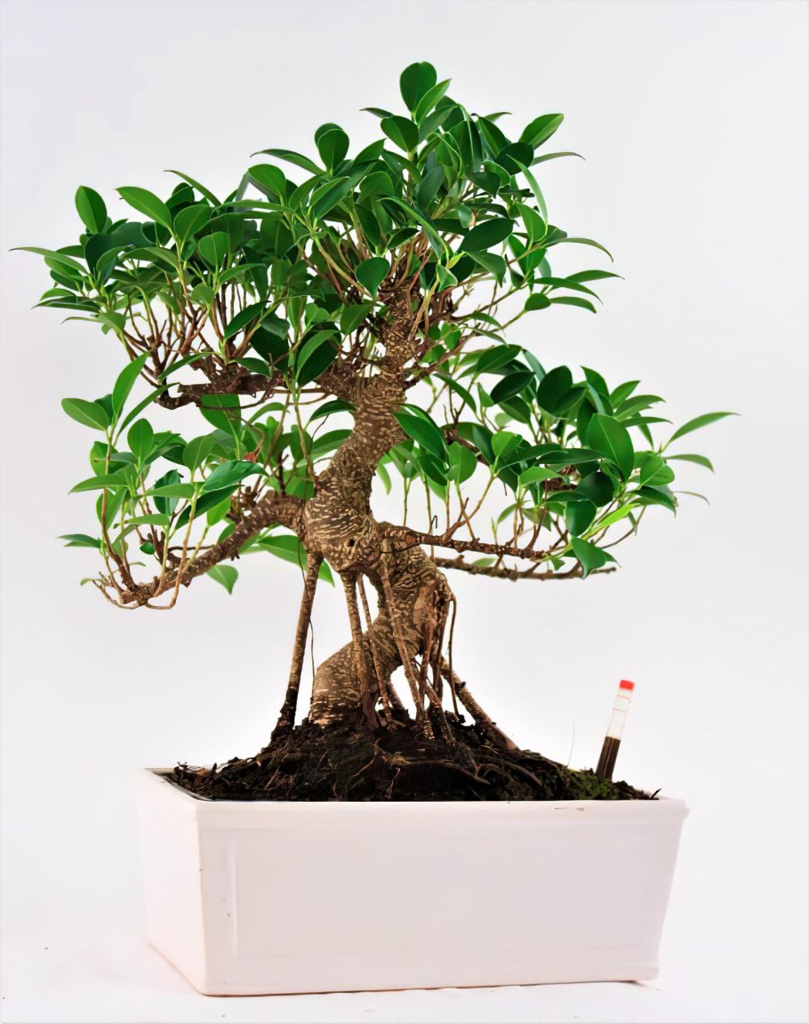 Аммания бонсай (Ammania SP.«Bonsai»)