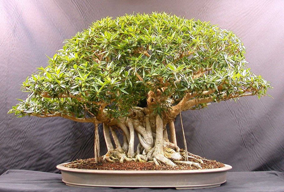 Ammania SP. Bonsai