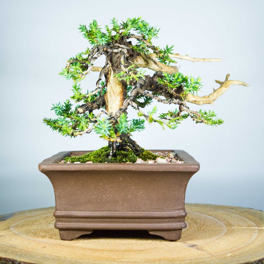 Манго бонсай