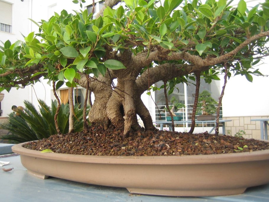 Бонсай Баньян Ретуса
