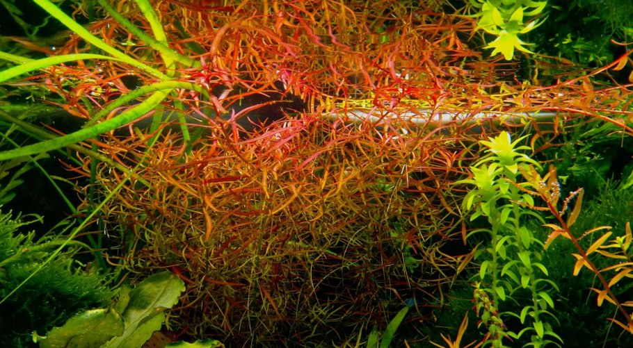 Амания бонсай в аквариуме