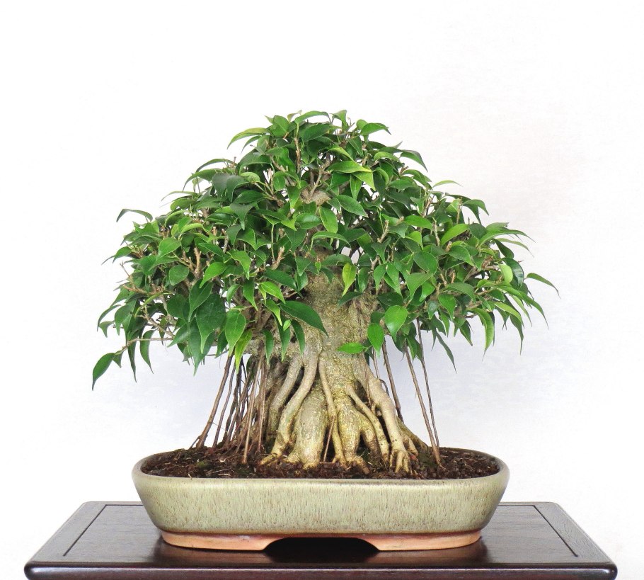 Шеффлера Арборикола бонсай