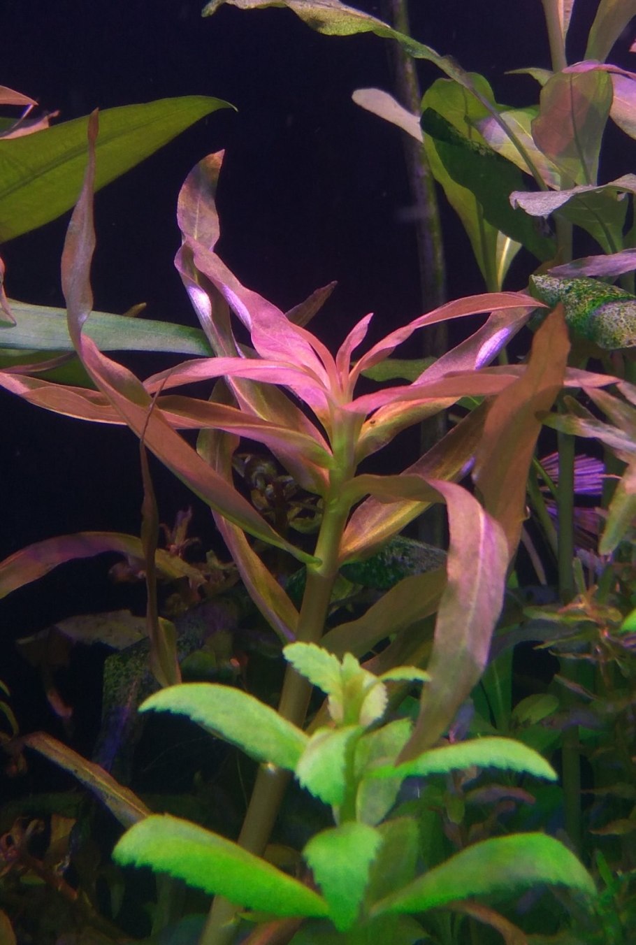 Аммания Сулавеси