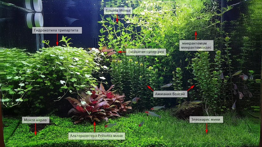 Анубиас Нана аквариумное растение