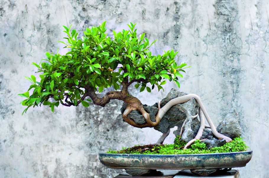 Аммания бонсай