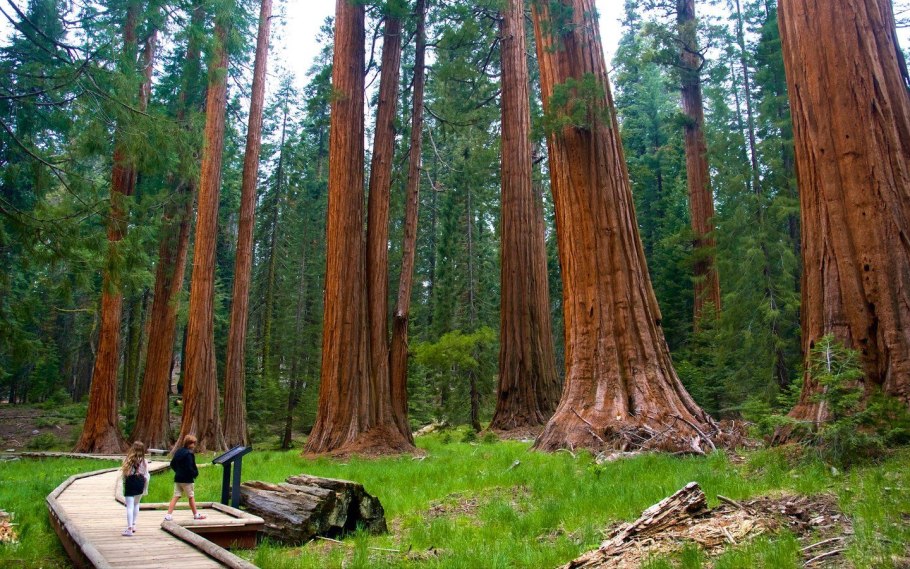 Секвойядендрон генерал Шерман