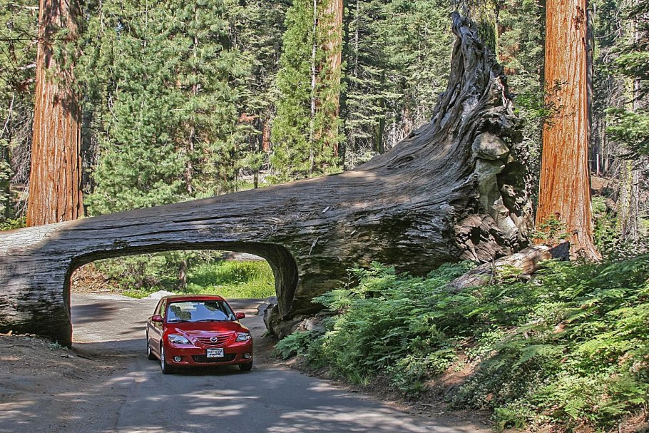 Гигантская Секвойя генерал Шерман
