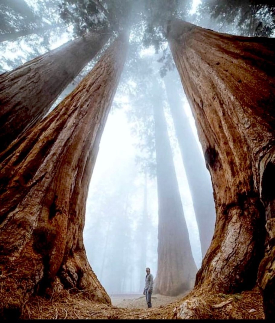 Национальный парк Секвойя Калифорния