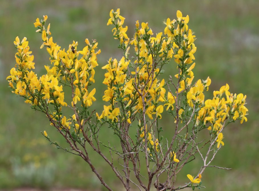 Planta Genista растение
