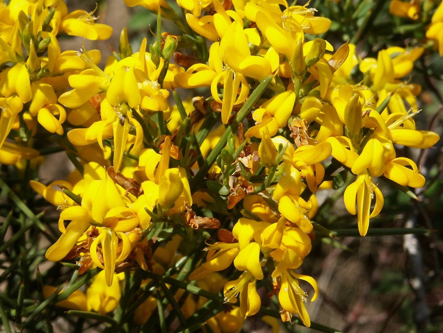 Genista tinctoria