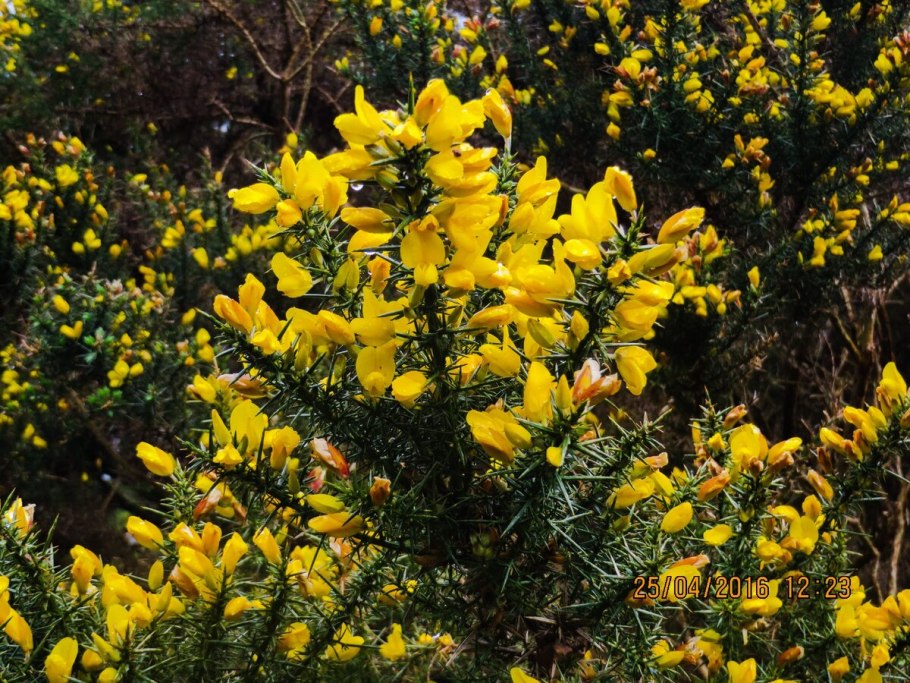 Дрок утесник