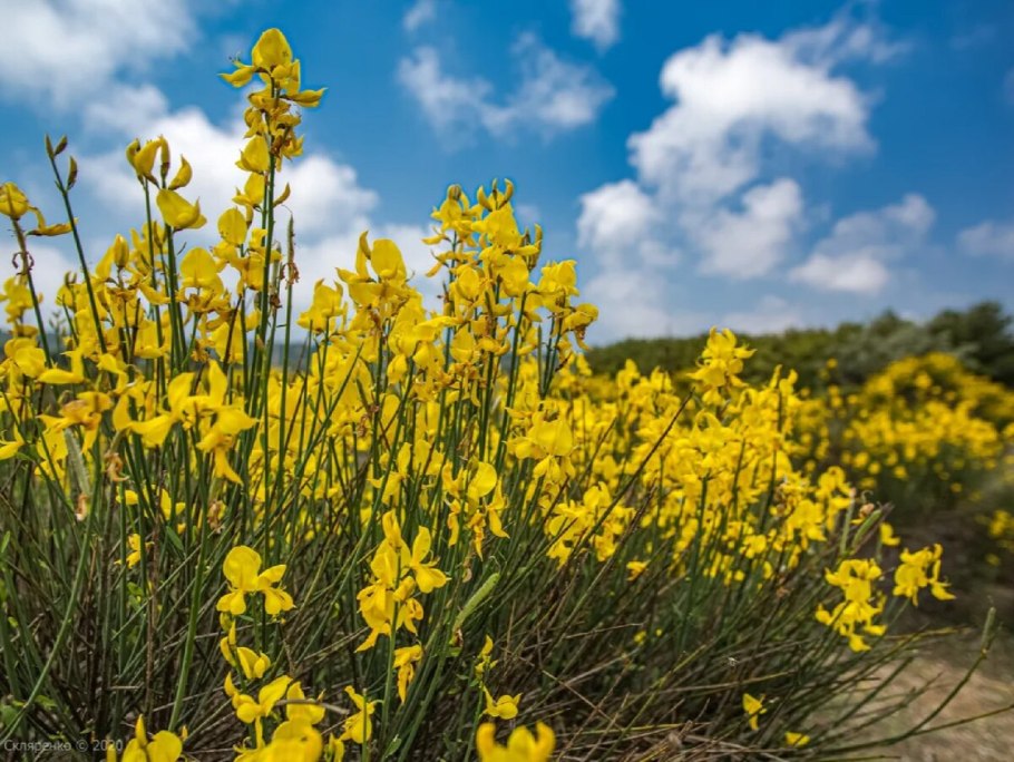 Метельник прутьевидный