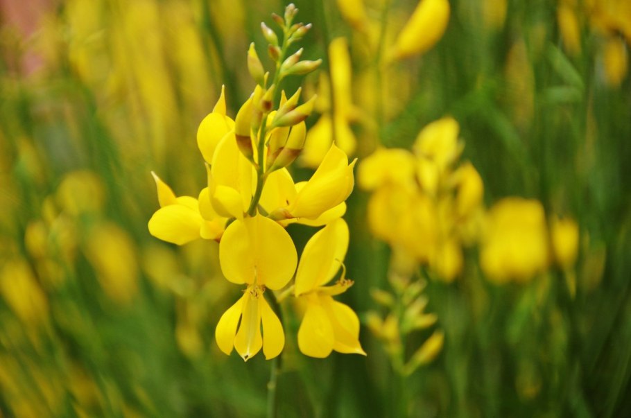 Декоративный кустарник Дрок