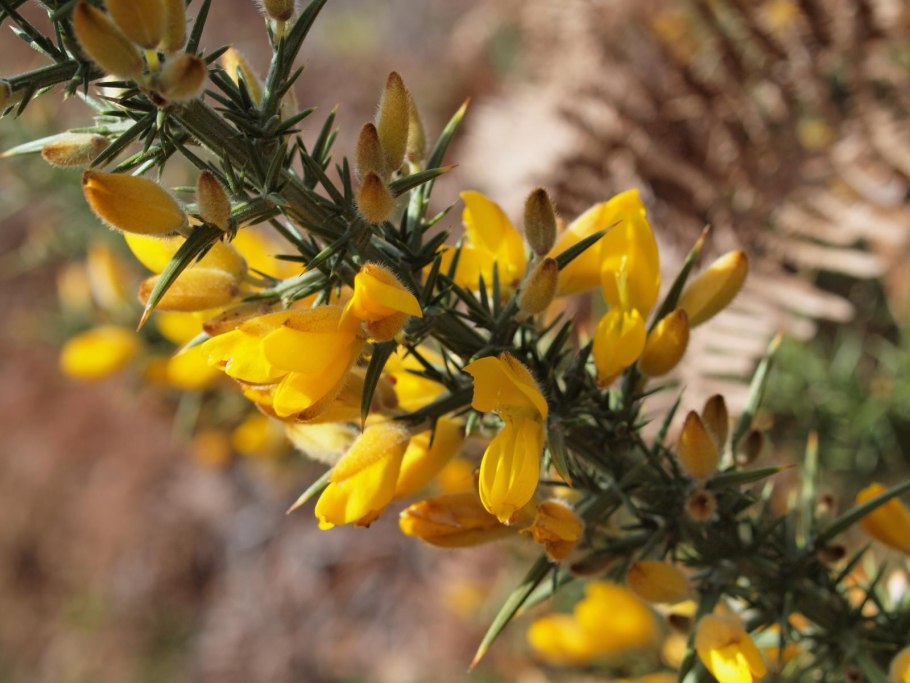 Genista tinctoria