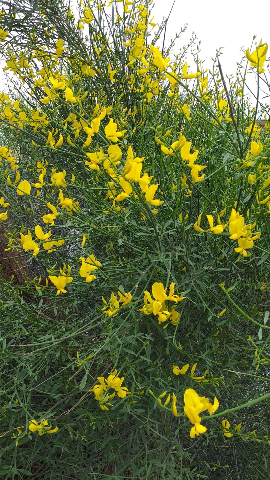 Дрок красильный атлас