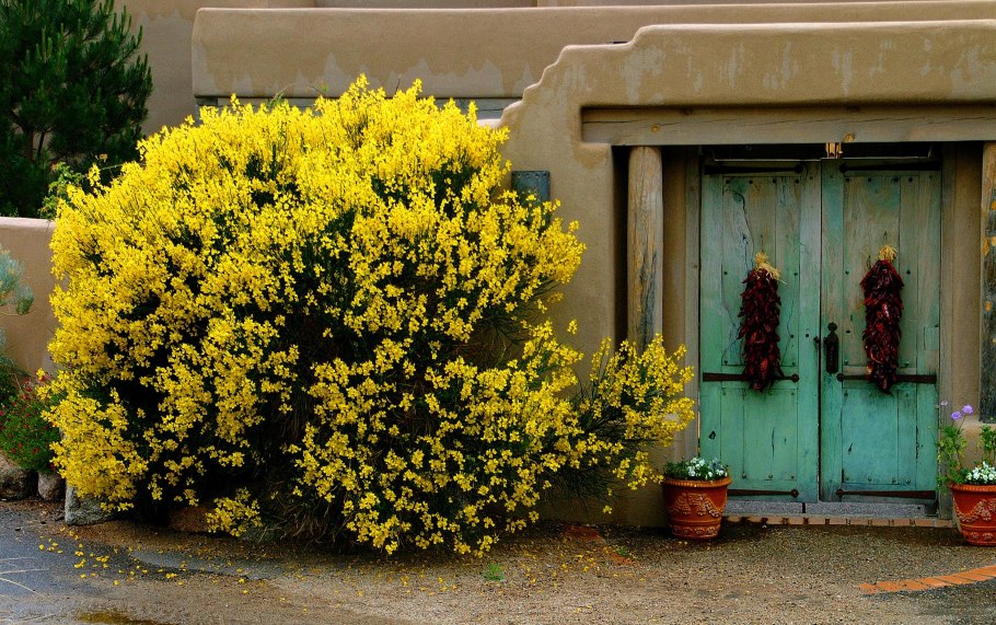 Дрок Донской