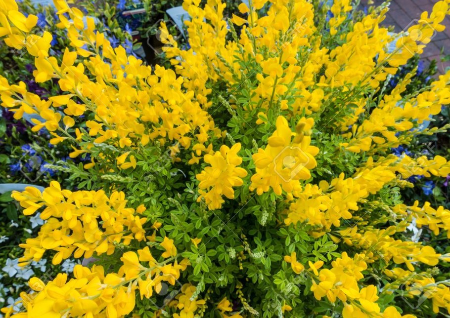 Genista tinctoria