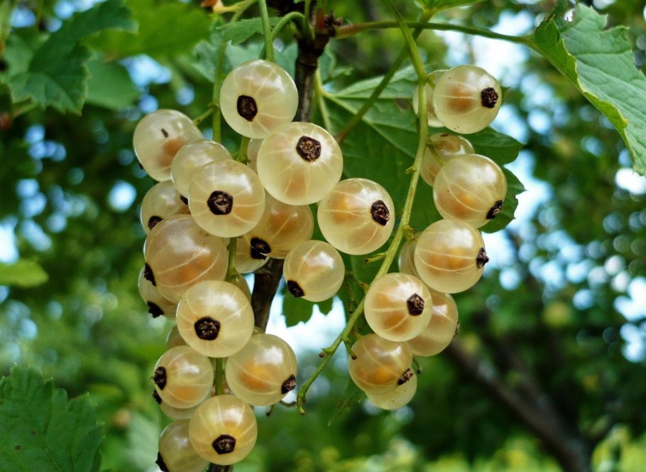 Ribes rubrum/смородина белая