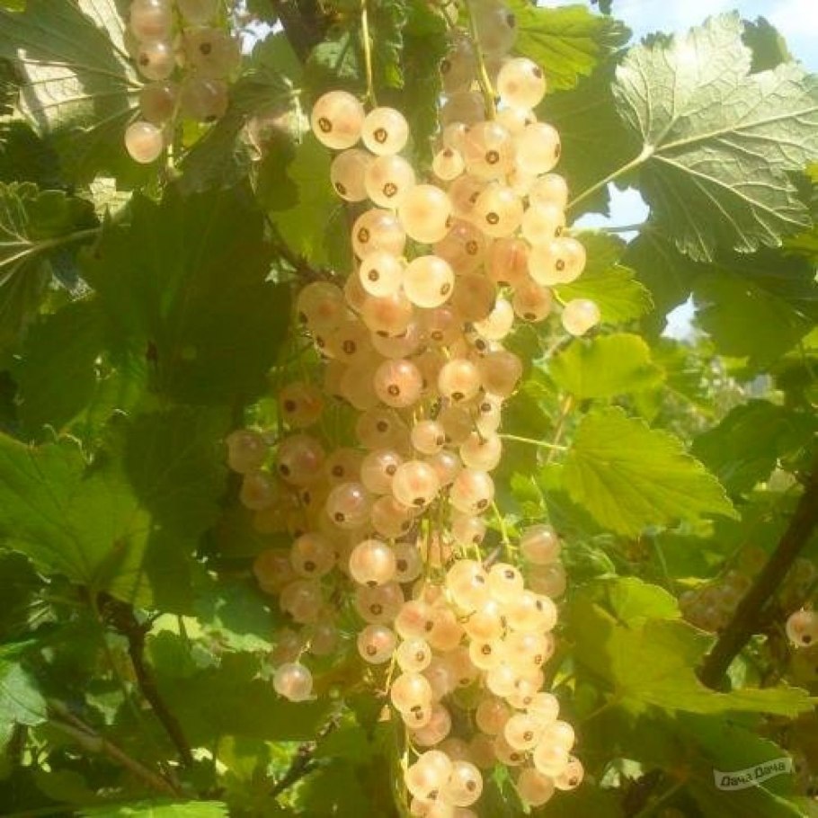Смородина белая Уральская