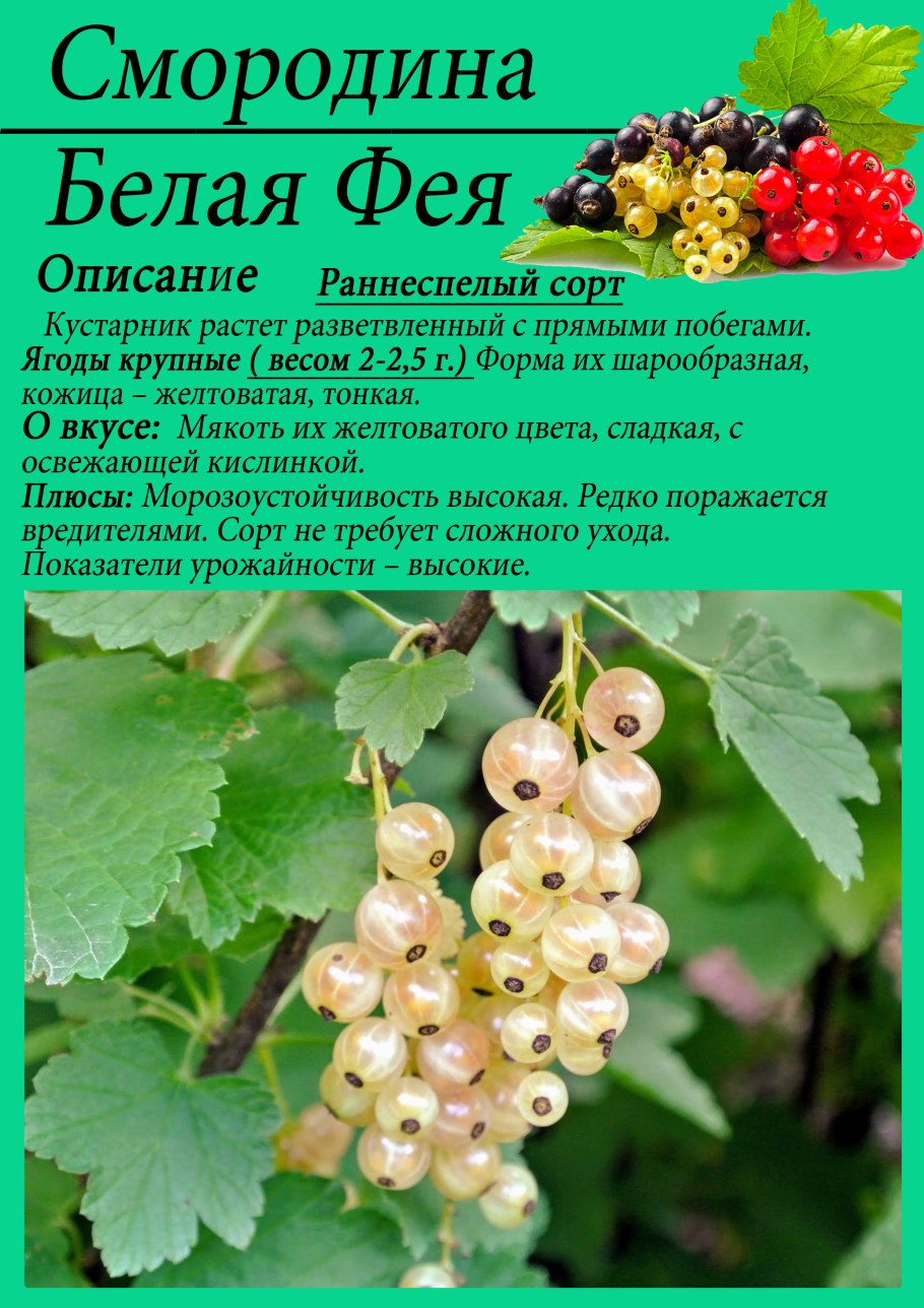 Смородина белая Виксне белая