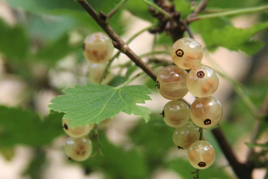 Смородина белая (лат. Ribes niveum