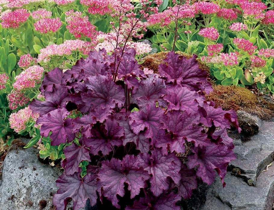 Гейхера Heuchera villosa