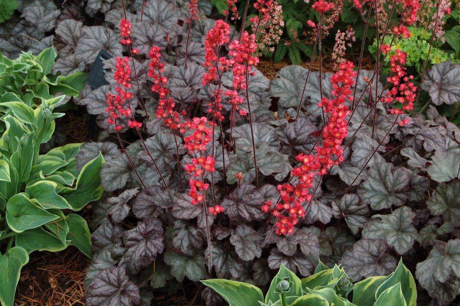 Гейхера красная Комета