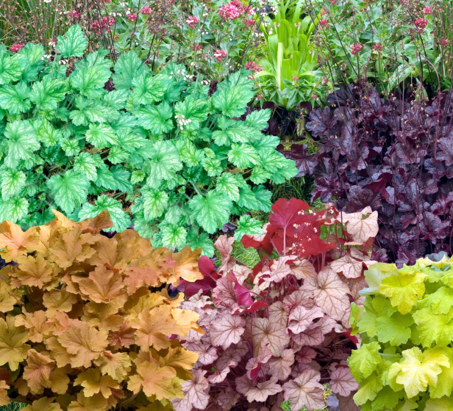 Гейхера Форевер перпл