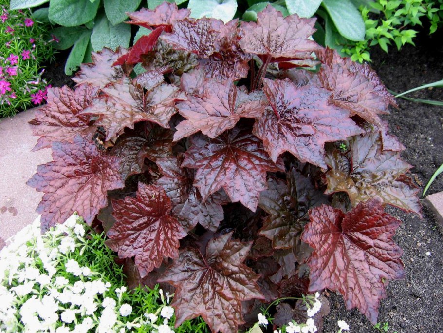 Гейхера Палас Пурпл