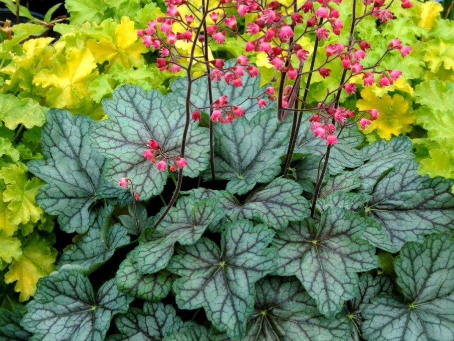 Гейхера Хеухера