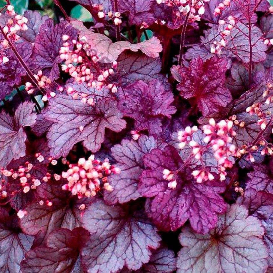 Гейхера гибридная Шанхай